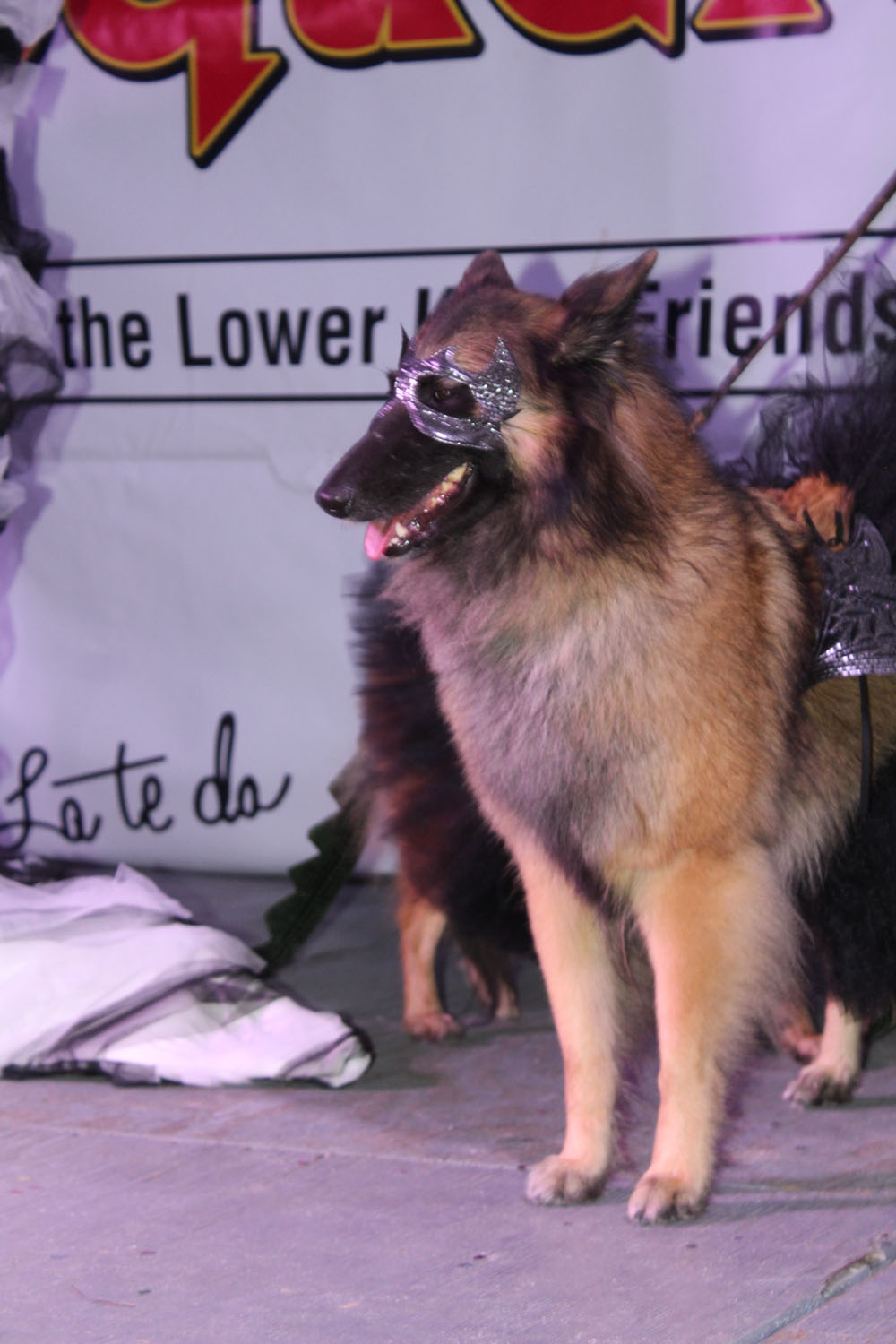Pet Masquerade 2017 photo - Duval Street, Key West